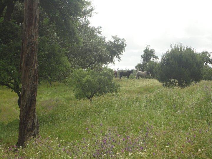 Coudelaria Vale Pau Villa Coruche Exteriör bild